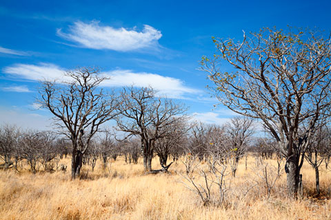 Etosha-Nationalpark (Namibia)