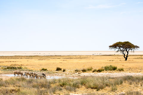 Etosha-Nationalpark (Namibia)