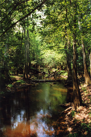 Congaree Swamp (South Carolina, USA)