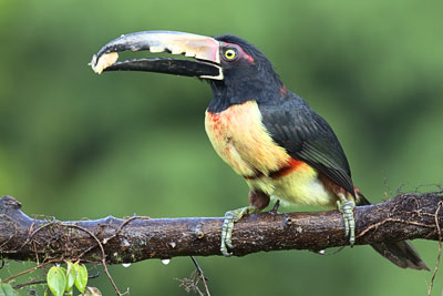 Tukan (Costa Rica)