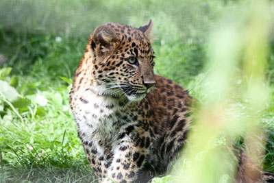 Junger Leopard (Zoo Karlsruhe)