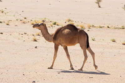 Kamel (Marokko)