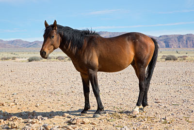 Verwildertes Pferd (Namibia)