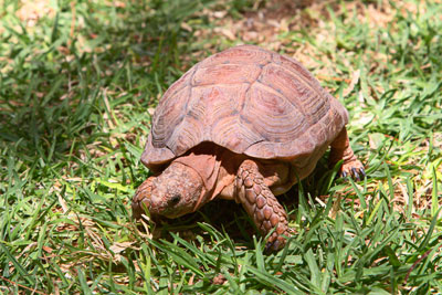 Schildkröte (Namibia)