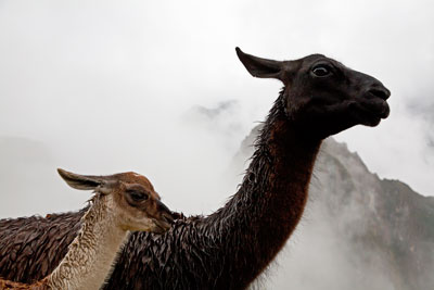 Lamas (Peru)