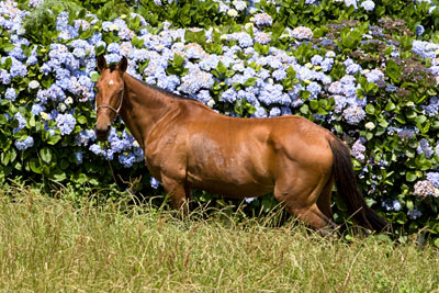 Pferd (Azoren)